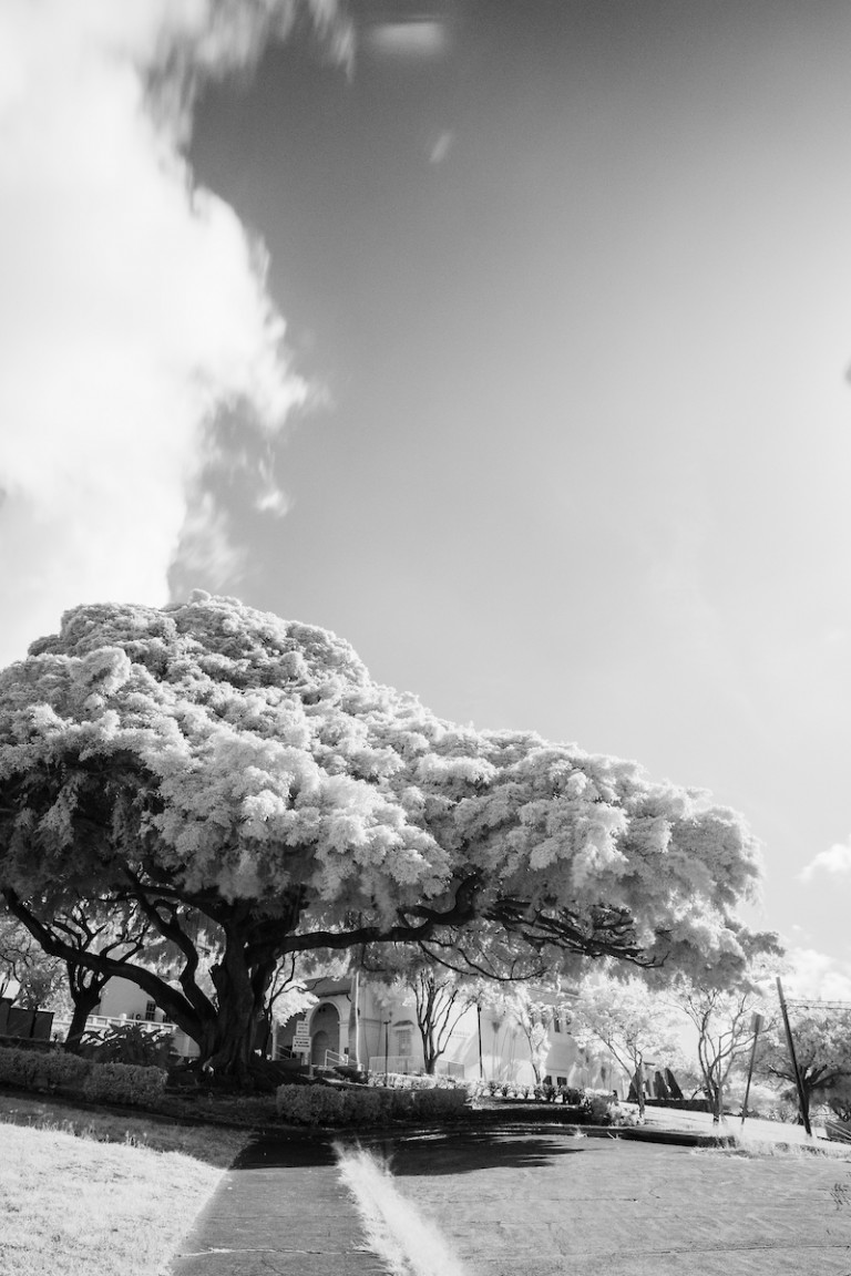 Photo Gallery See Some of Honolulu’s Exceptional Trees