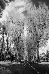 Ironwood Trees Kalakaua Avenue Ay Trees 0517