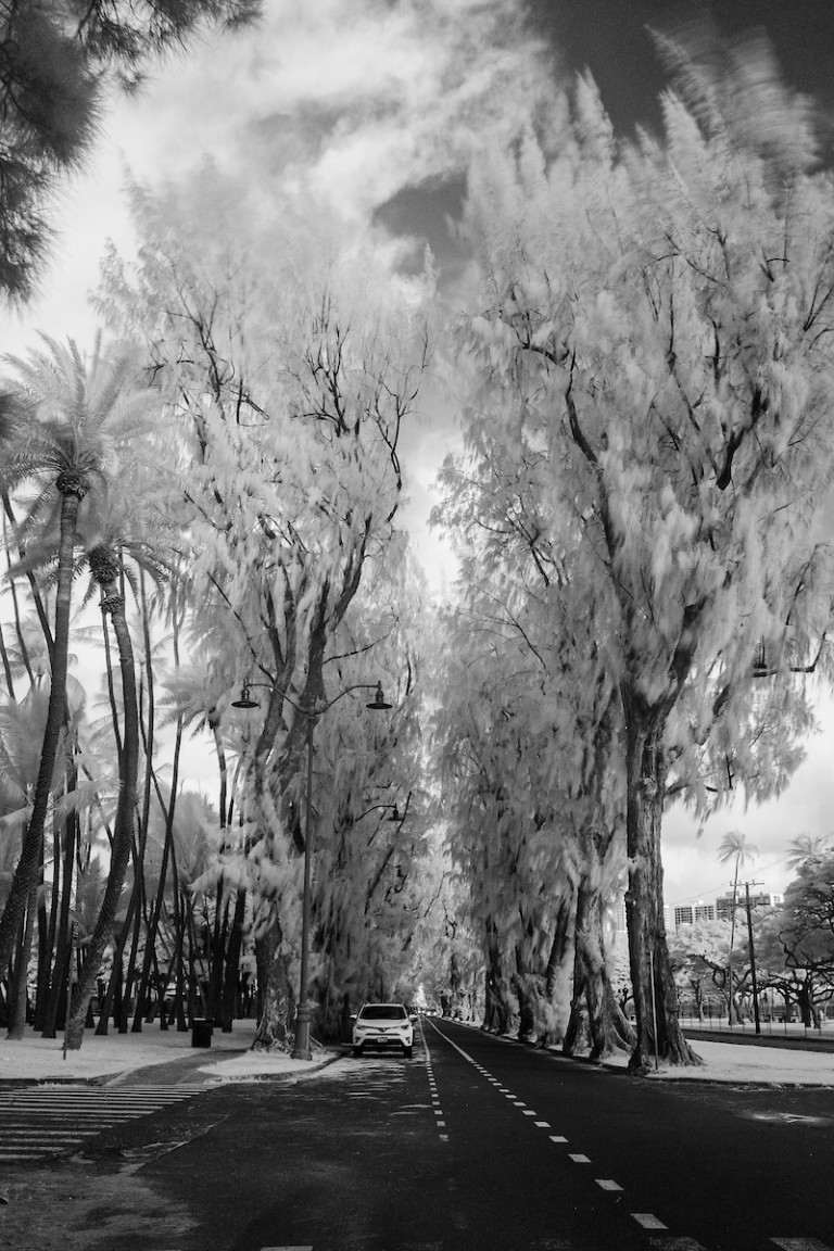 Photo Gallery See Some of Honolulu’s Exceptional Trees