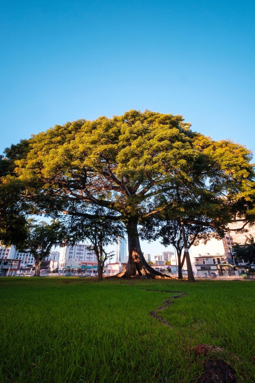 Photo Gallery See Some of Honolulu’s Exceptional Trees