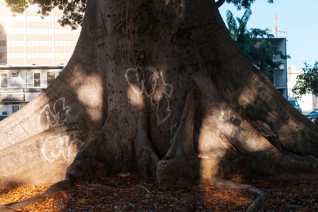 Photo Gallery: See Some Of Honolulu’s Exceptional Trees