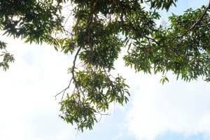 Mango Trees Nuuanu Park 0331