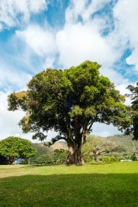 Mango Trees Nuuanu Park Ay Trees 0243 2