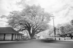 Waialua Earpod Tree Ay Trees Ir 0538