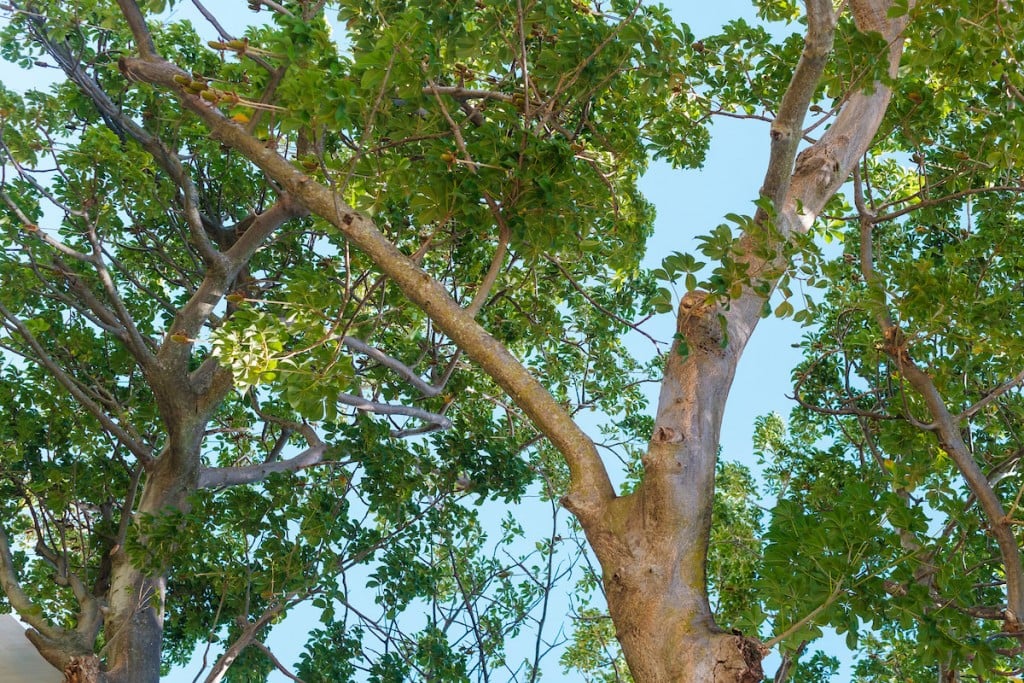 Photo Gallery: See Some Of Honolulu’s Exceptional Trees