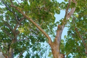 Web Baobab Tree University Of Hawaii Ay Trees 1616
