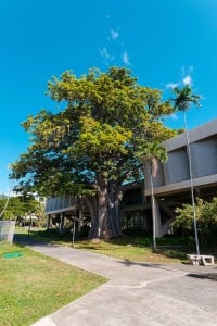 Web Baobab Tree University Of Hawaii Hn2102 Ay Trees