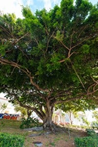 Web Benjamin Fig Tree Roosevelt High School Ay Trees 2483