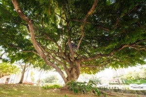Web Benjamin Fig Tree Roosevelt High School Ay Trees 2584