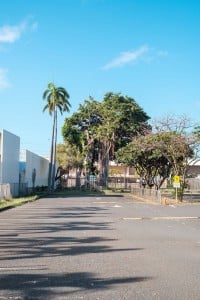 Web Indian Banyan Kaiulani School Aaron Yoshino