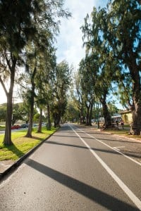 Web Ironwood Trees Kalakaua Avenue Ay Trees 9916
