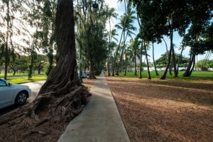 Web Ironwood Trees Kalakaua Avenue Ay Trees 9992