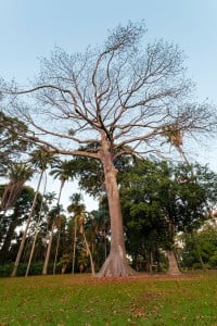 Web Kapok Foster Botanical Garden Ay Trees 1890
