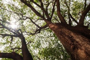Web Waialua Earpod Tree Ay Trees 0463 2