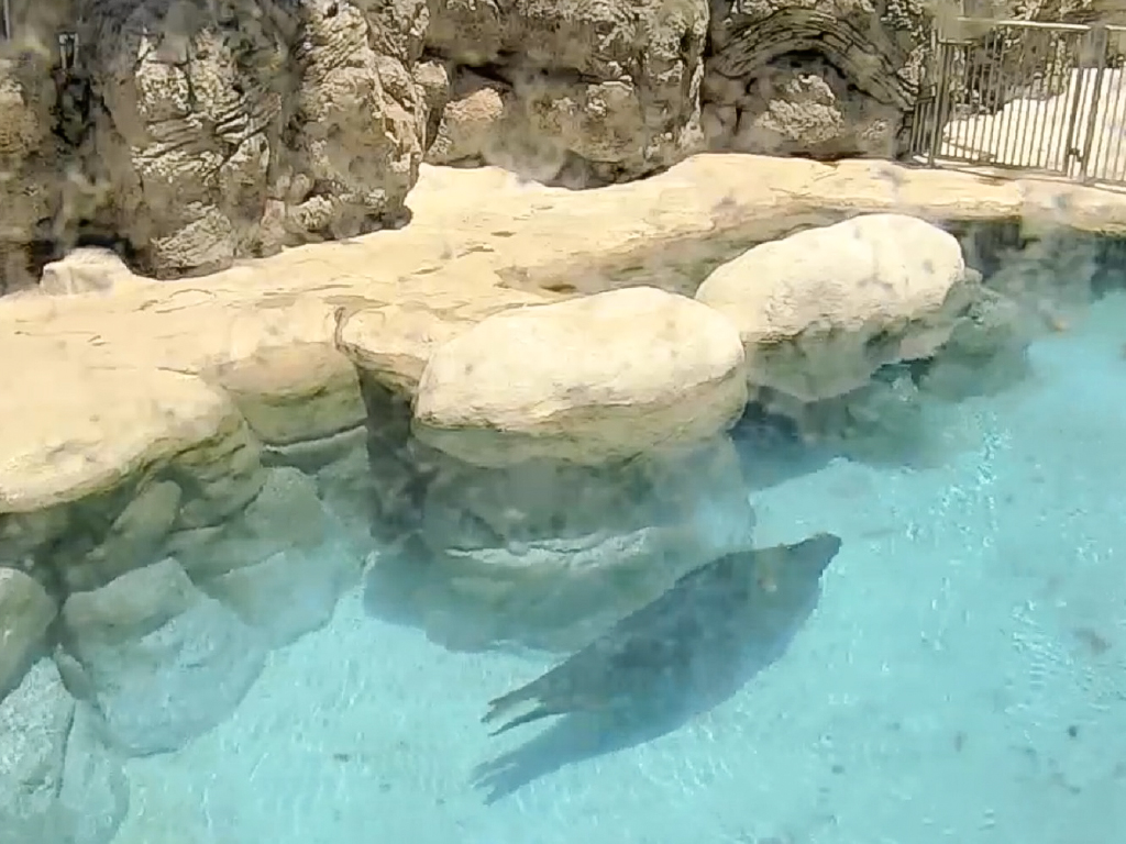 Waikīkī Aquarium Seal
