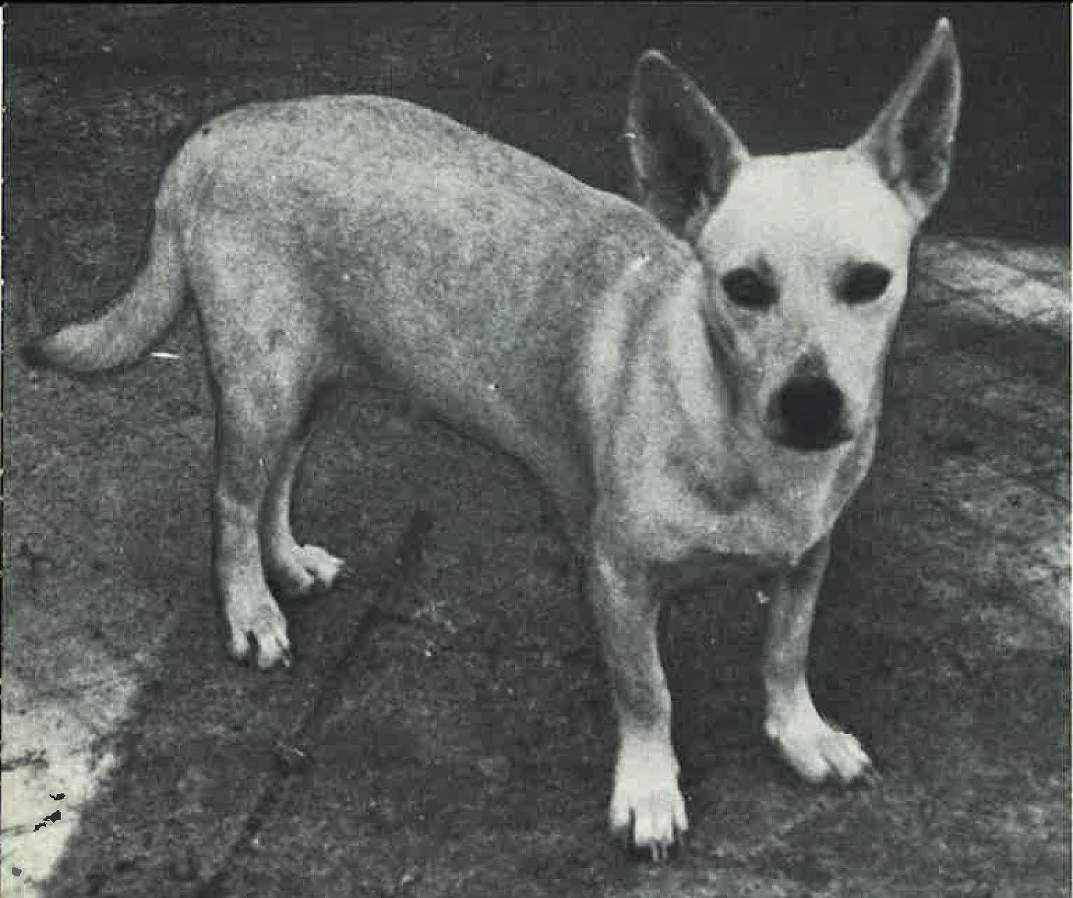 The History Of Hawai‘i: Hawaiian Poi Dogs Of Old Polynesia