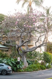 Queens Medical Center Pink Bombax In Bloom Aaron Yoshino