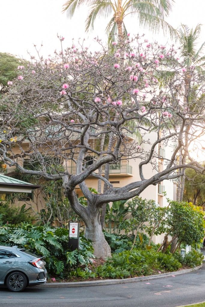 Photo Gallery See Some of Honolulu’s Exceptional Trees
