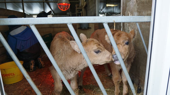 These calves were born just one or two days prior. They were still learning to walk and very curious.
