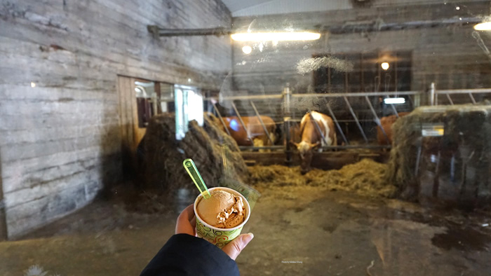 You can eat your ice cream while watching the cows in their barn.