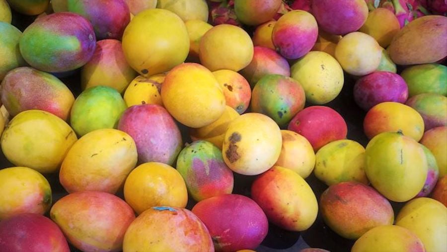 loads of colorful mangoes