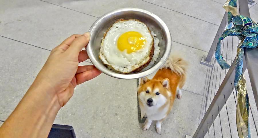 pai's loco moco for dogs
