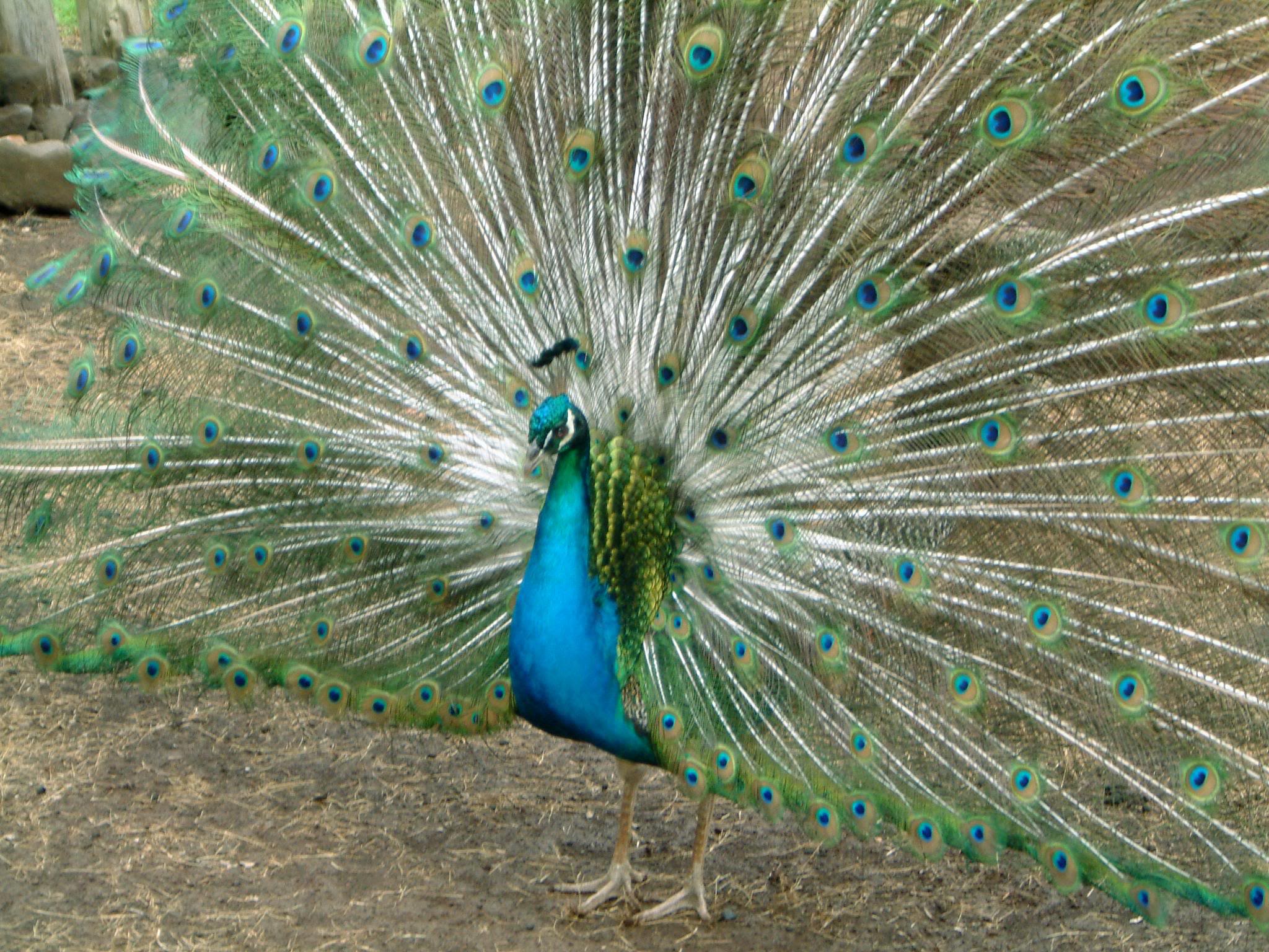 Peacock death: cruel or justified?