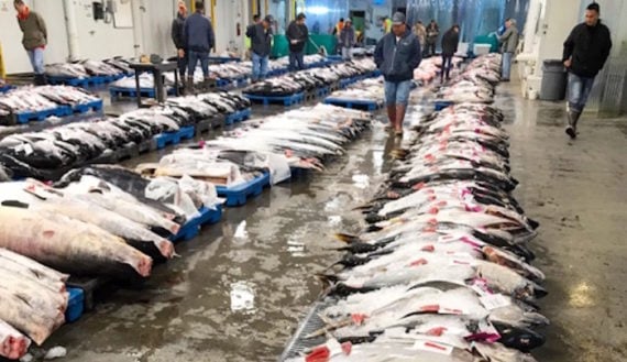 VIDEO: From auction to PokeFest, world’s best ahi