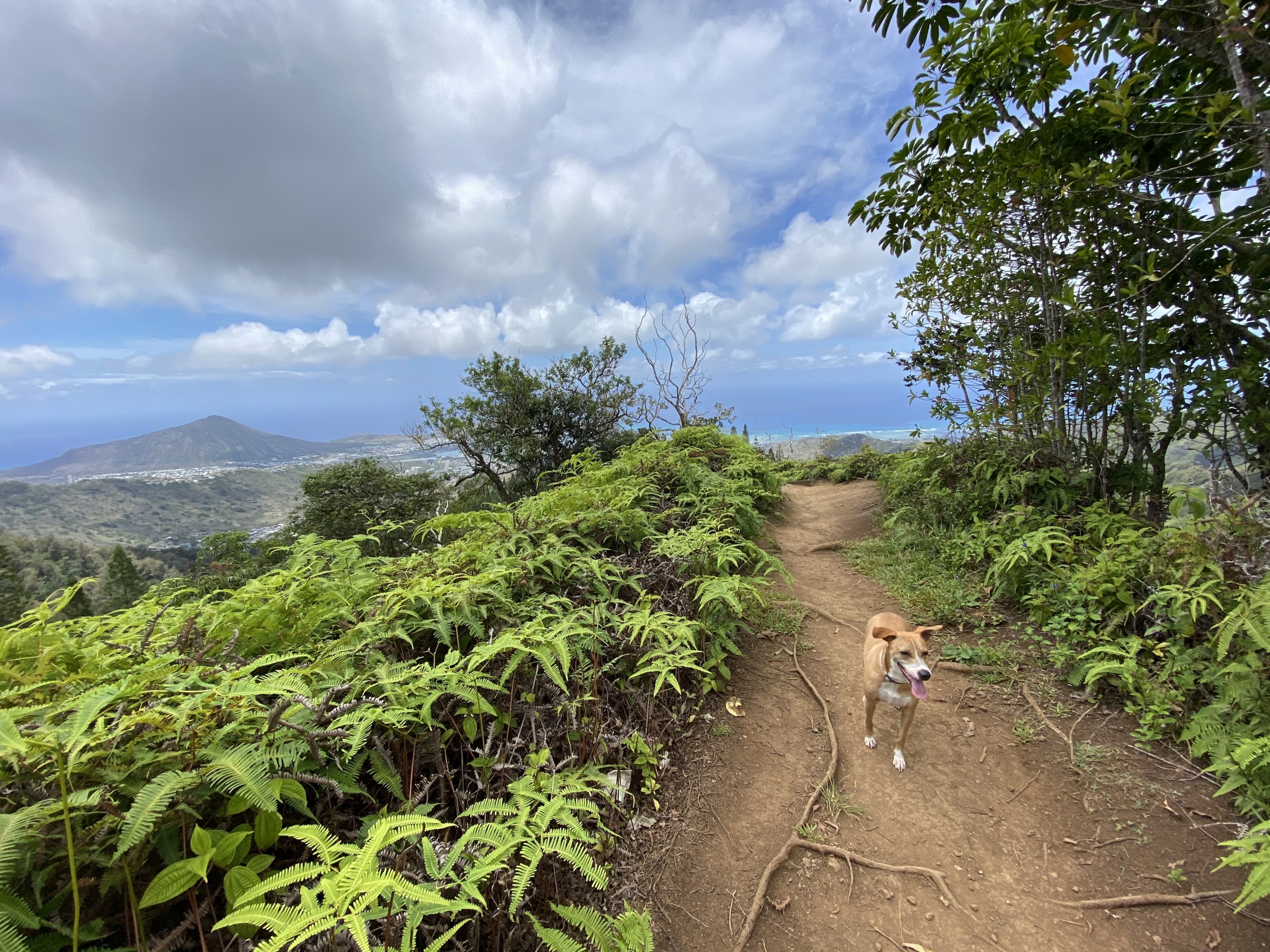 The Best Things to Do on O'ahu in March 2021 - Vimarsana News