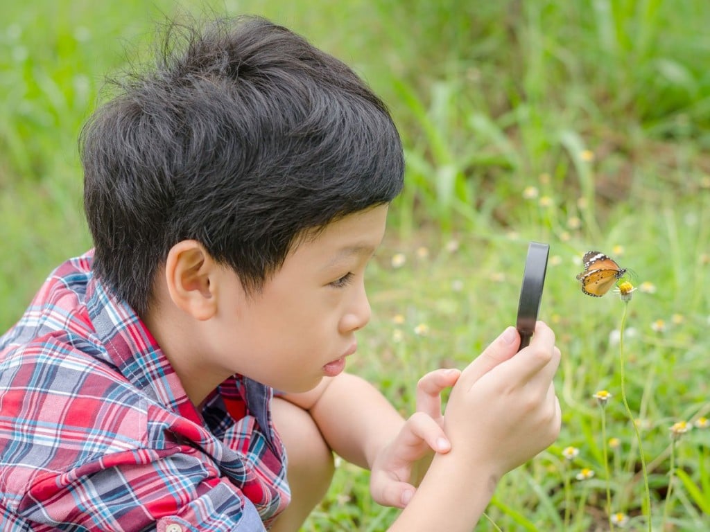 Butterfly Garden Photo Ward 1200