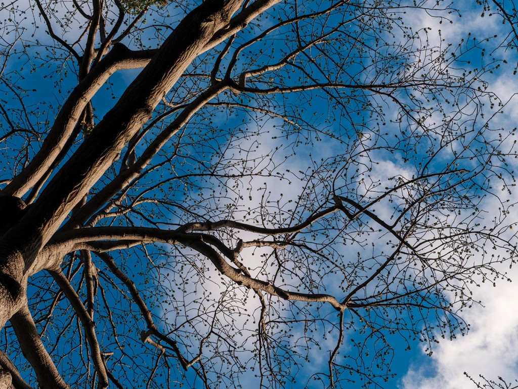 Hn2102 Ay Trees Kapok Foster 2147 Web