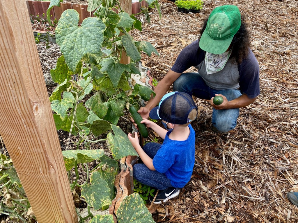 Surfrider Foundation Garden Harvest Cucumber Photo Laura Dornbush