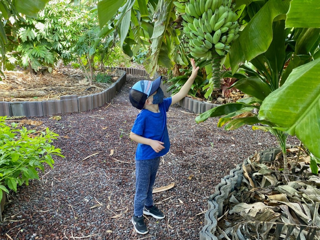 Surfrider Foundation Garden Bananas Photo Laura Dornbush