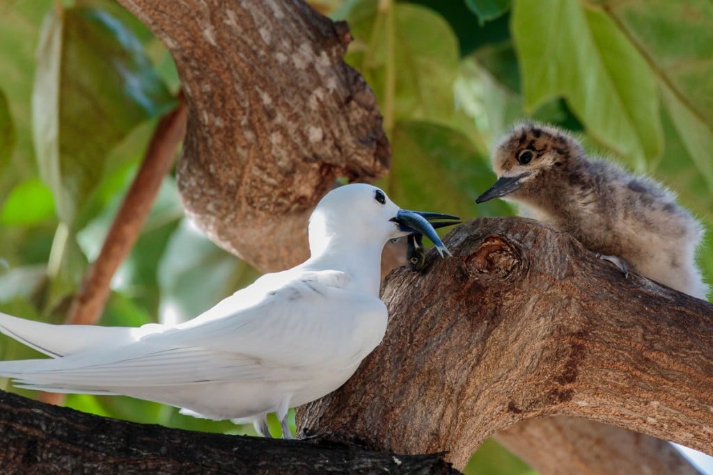 4 Adult Mok Feeding Chick Rich Downs Courtesy Conservation Council Of Hawaii