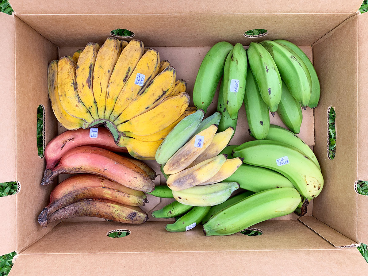 We Tried 10 Kinds Of Local Bananas Because We Could