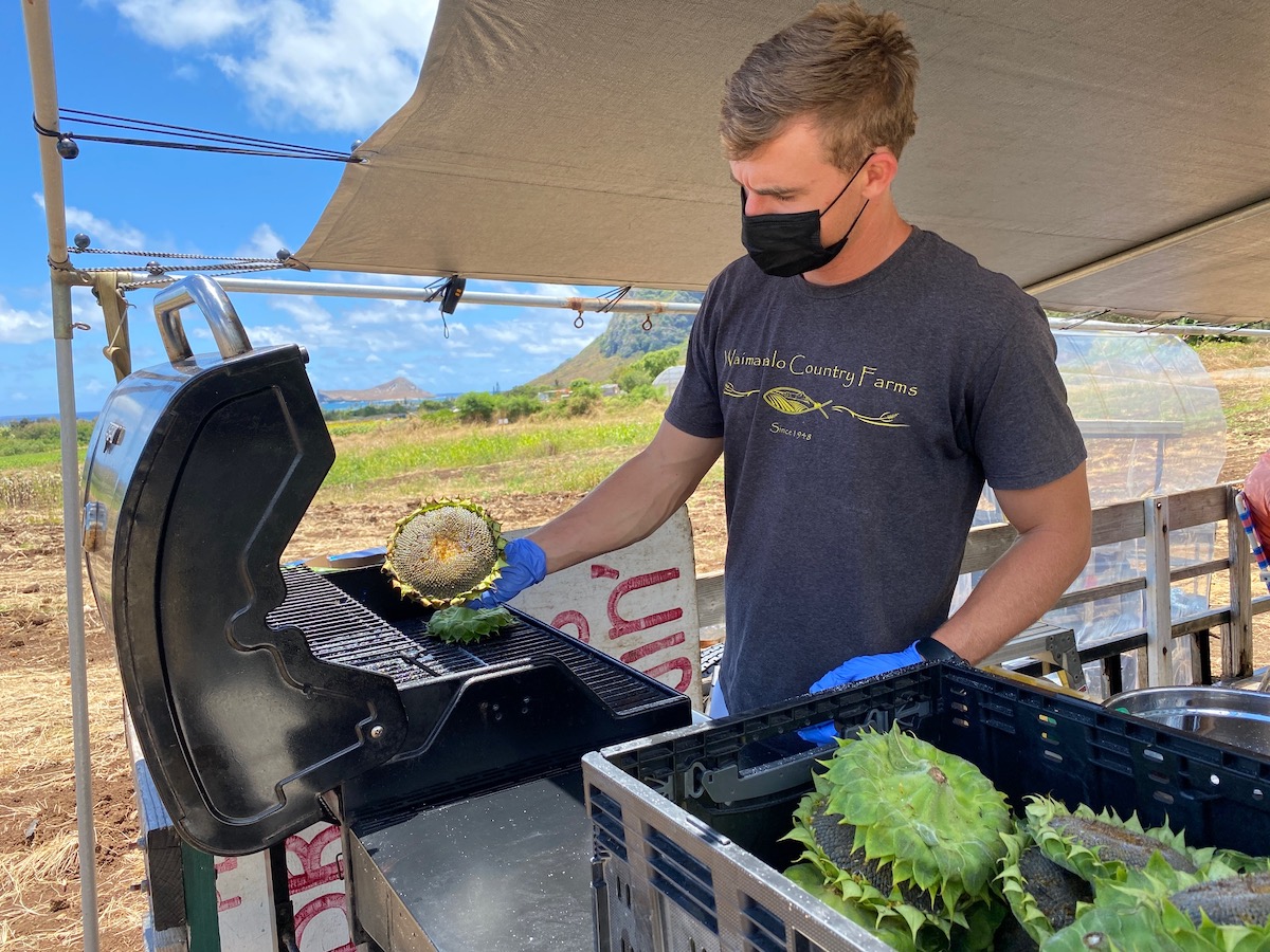 In Waimānalo, Sunflowers Are Grilled and Sprinkled With Cheese