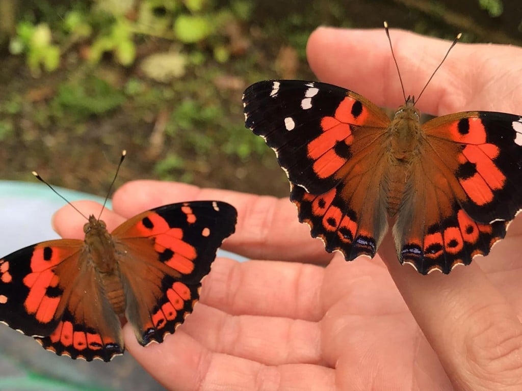 Kamehameha Butterfly Sharing The Butterfly Experience 1200