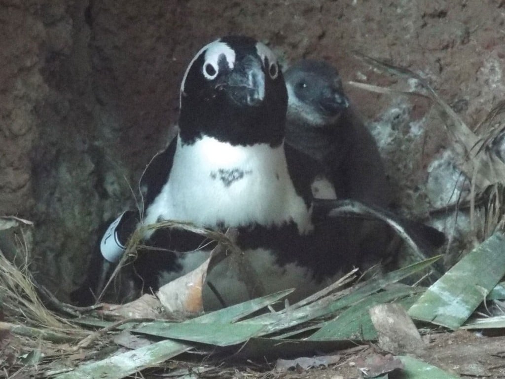 Honolulu Zoo Penguin Chick Biscuit Photo City And County Of Honolulu