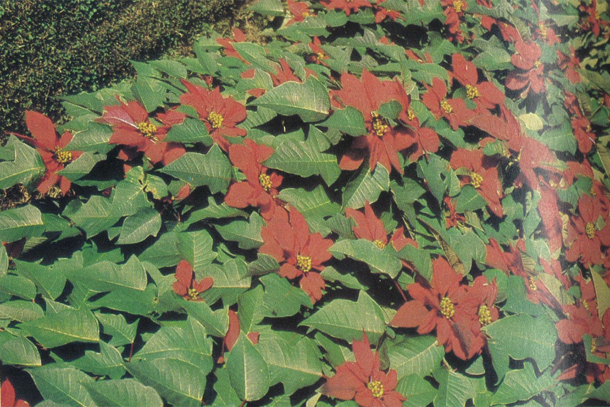 From Our Files Poinsettias December 1981