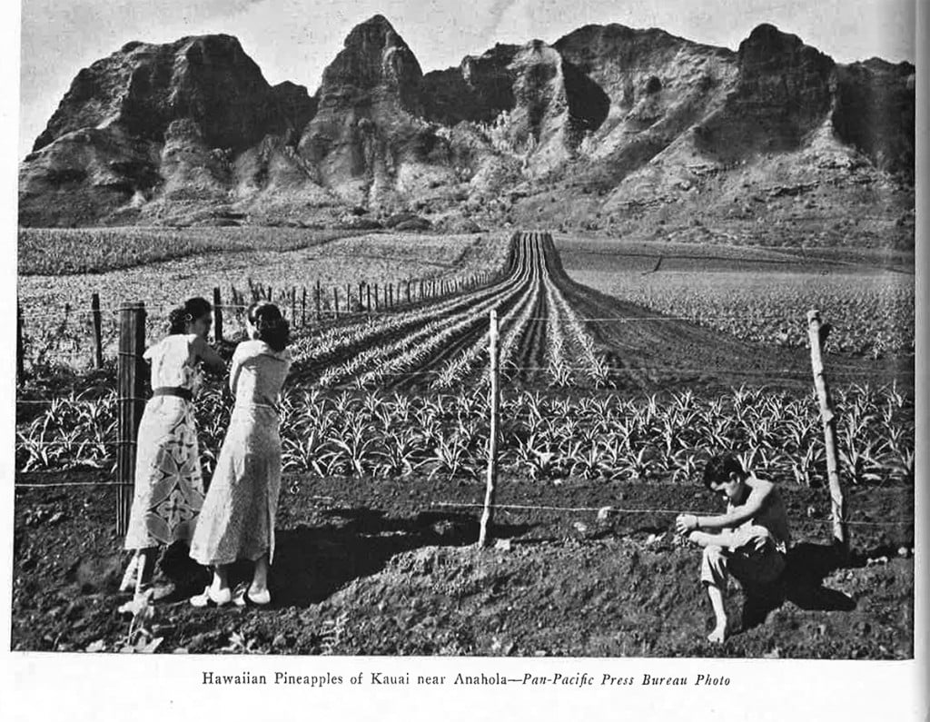 February From Our Files 1937 Wild Pineapple