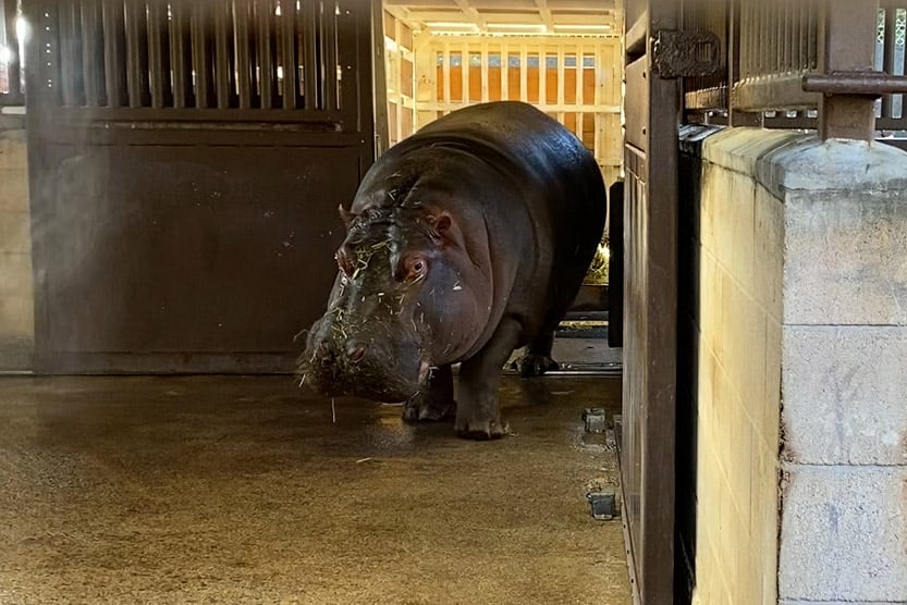Mara Hippo Honoluul Zoo Photo Courtesty City Honolulu 1