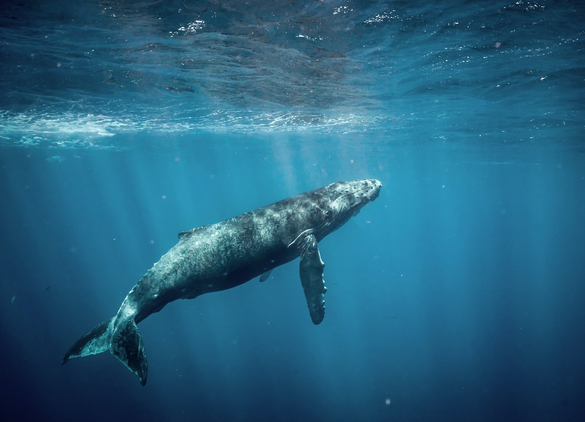 A Parent’s Guide to Humpback Whales in Hawai‘i (Koholā in Hawaiian)