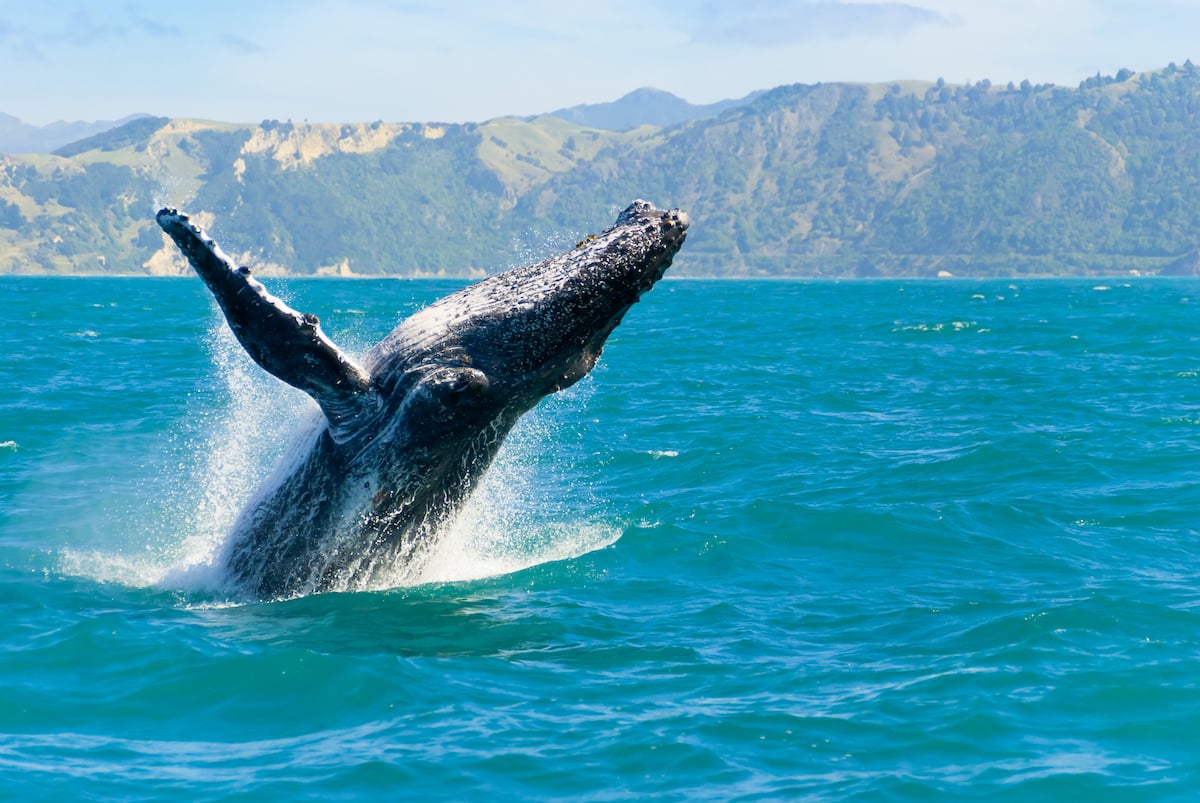 A Parent's Guide to Humpback Whales in Hawai'i (Koholā in Hawaiian)