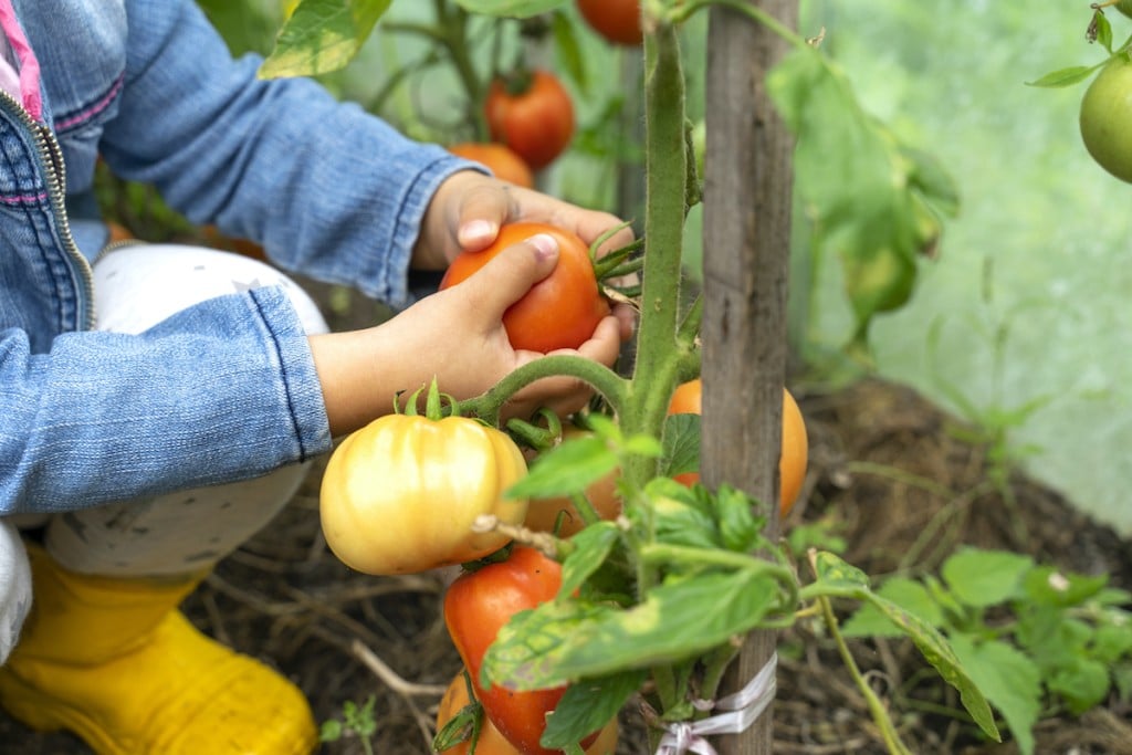A Child Picks Ripe Tomatoes From A Branch