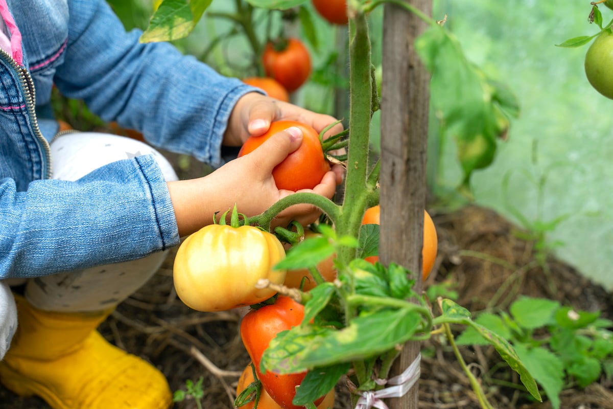 A Child Picks Ripe Tomatoes From A Branch