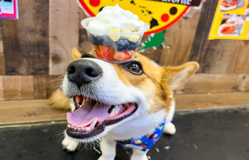Waffle And Berry Pup Treat Pc Kris Kokame