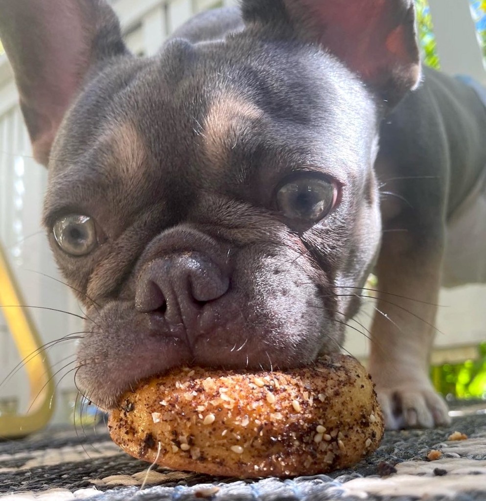 These 15 Honolulu Eateries Have Special Dog Menus