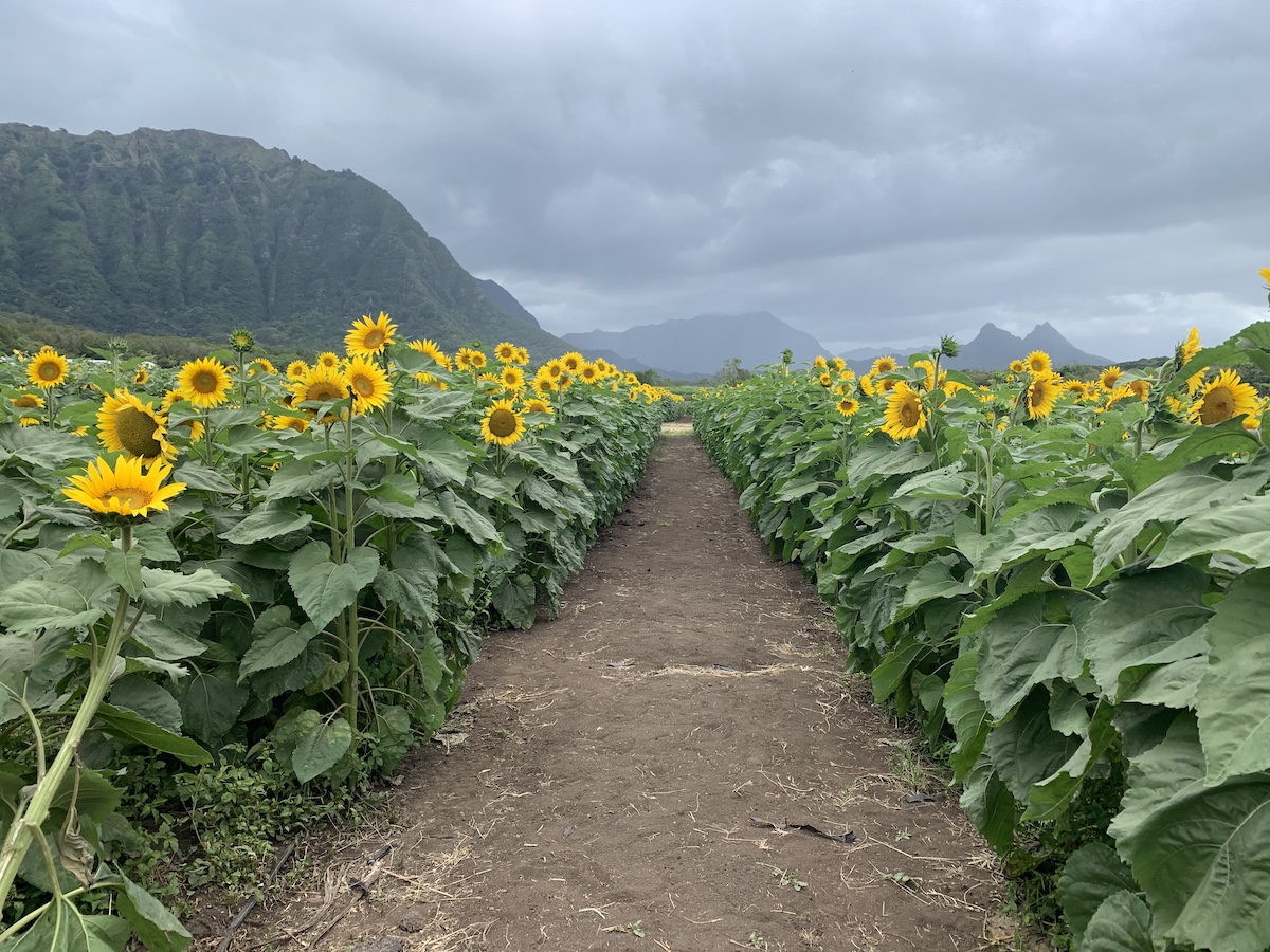 Your Weekend The Best Family Fun in Honolulu for May 1218, 2022