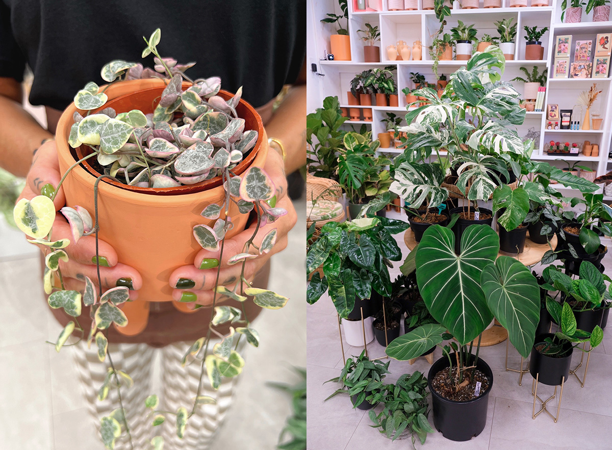 Style Scoop These Are the Trendiest Houseplants in Honolulu