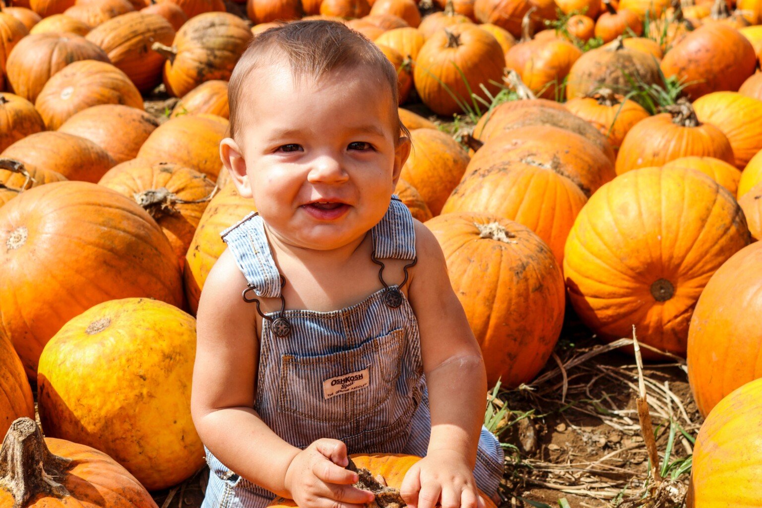 Pumpkin Patches and Fall Festivals on O‘ahu